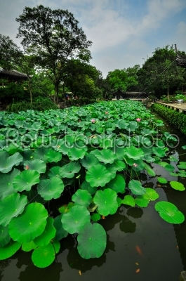 shanghai chinese garden
