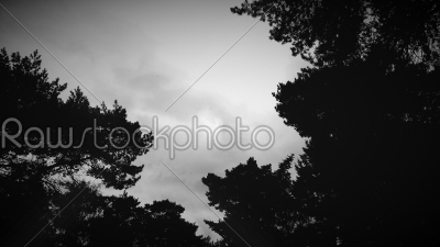 Silhouetted Treetops