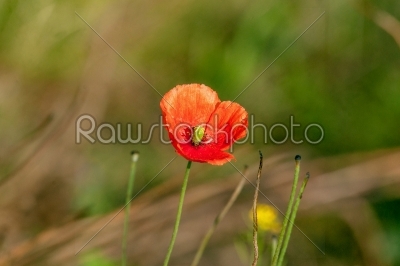 Single red poppy flower