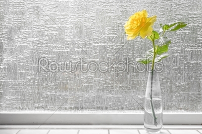 Single rose in yellow color