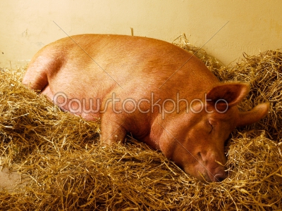 Sleeping Pig 