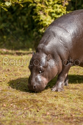 Small hippopotamus looking for food