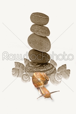 Snail Near Pile of pebble Stones