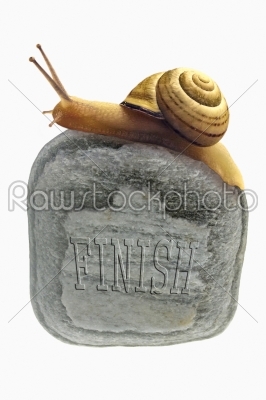 Snail on stone