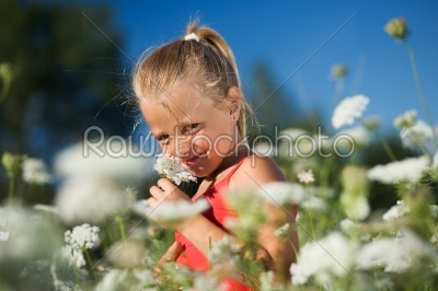 Sniffing the yarrow