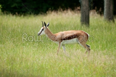 Springbok walking in green grass