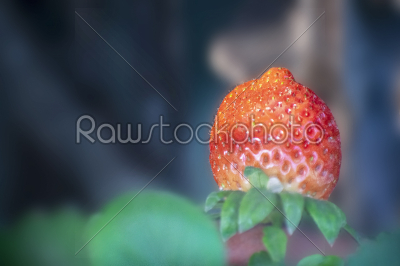 Strawberry fruit single isolated in tne plant with clear view of