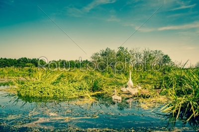 Swan with cygnets by the river
