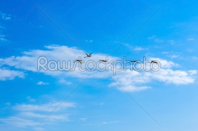 Swans flying in a blue sky with clouds