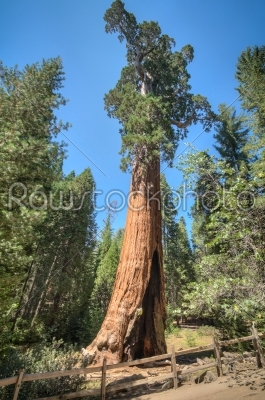 tall tree Sequoia