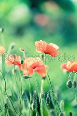 Tender pink poppy with _drop_s on green background closeup