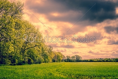 Trees in a cloudy landscape