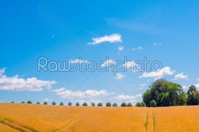 Trees on a row in a countryside landscape
