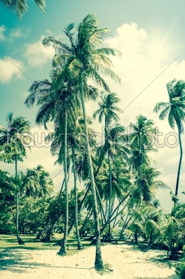 Tropical Island with palm trees