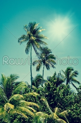 Tropical palm tree oasis in sunshine