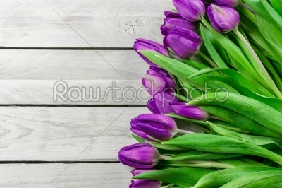 Tulip flowers in purple color