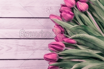 Tulip flowers in romantic colors