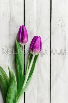 Tulip flowers on wood