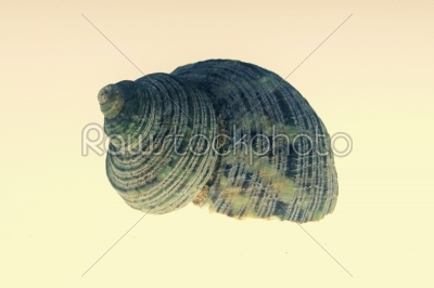 Turbo sparverius shell