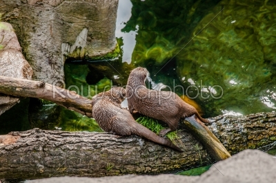 Two asian otters on a log