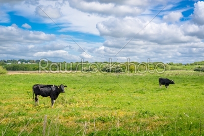 Two cows on a green field