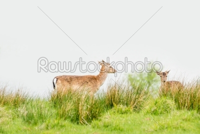 Two deers on a green field