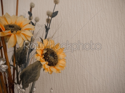 Two Sunflowers Isolated on a Textured White Background