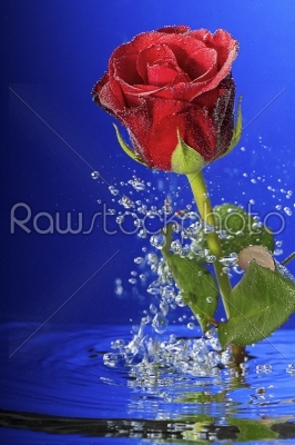 Underwater red rose