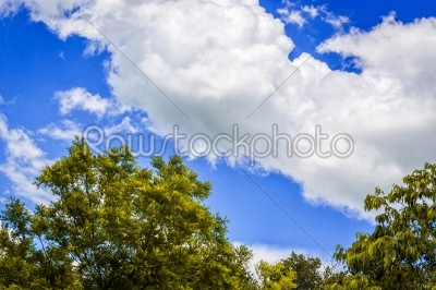 Up view on tree and clouds on blue sky