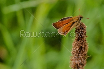 Venata moth