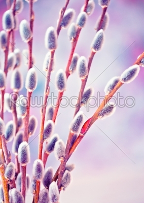 Violet spring pussy willow branches with blue background