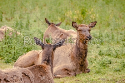 Wapiti deer herd in the grass