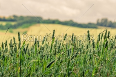 Wheat on a field in the summer