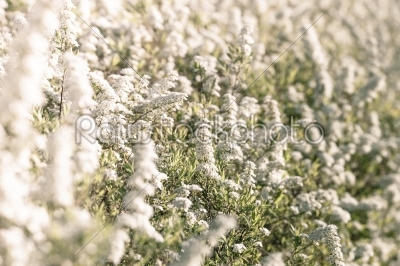 White flower field at springtime