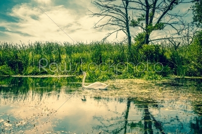 White swan in a calm river
