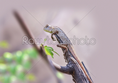 Wildlife. Indian Oriental Garden Lizard Calotes versicolor, deta