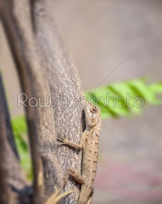 Wildlife. Indian Oriental Garden Lizard Calotes versicolor, deta