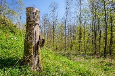 Wood log in a forest