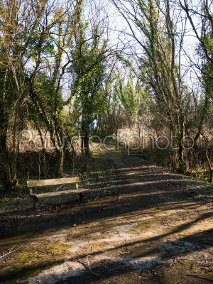 Wooden Bench on a Rural Path