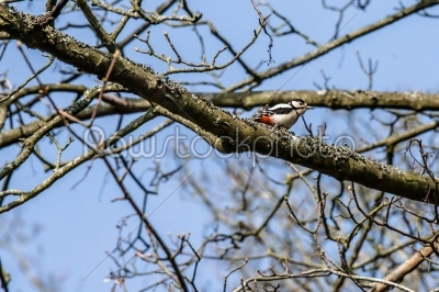 Woodpecker in a tree at springtime