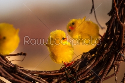 Yellow easter chickens dancing on some twigs
