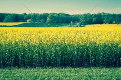 Yellow rapeseed field in retro colors