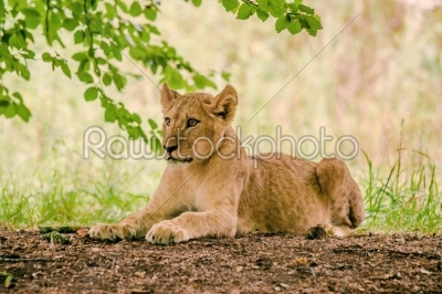 Young lion taken a rest