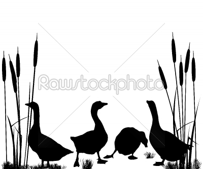 Goose and ducks silhouettes