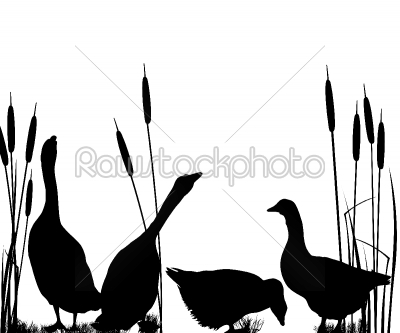 Goose silhouettes