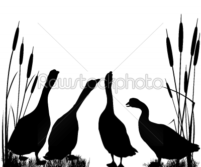 Gooses  silhouettes