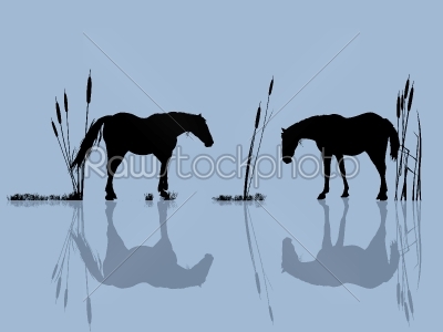Horses at the water