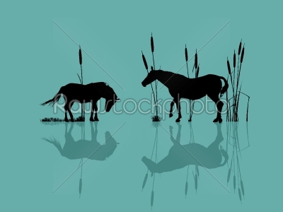 Horses by the water