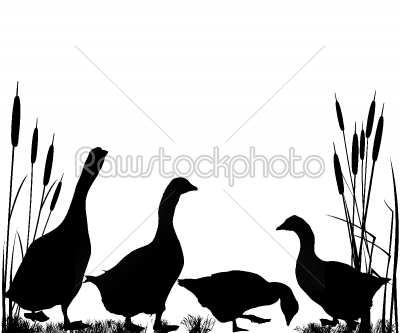 Reeds and goose silhouettes