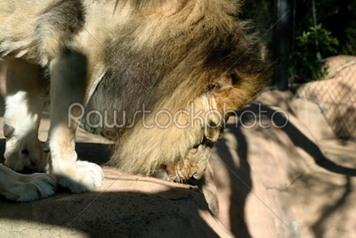 stock photo: african lion-Raw Stock Photo ID: 29845